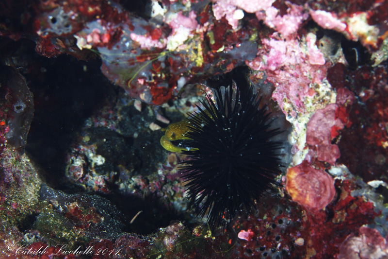 Enchelycore anatina (Lowe, 1838) - in Salento